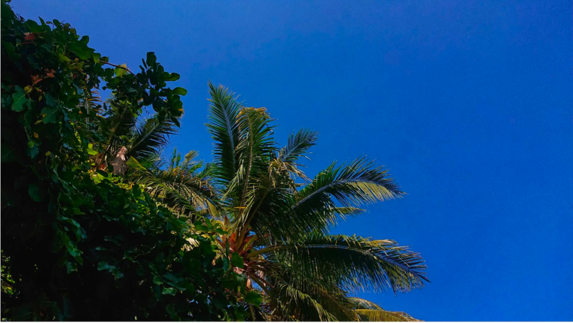 Tree Tops 