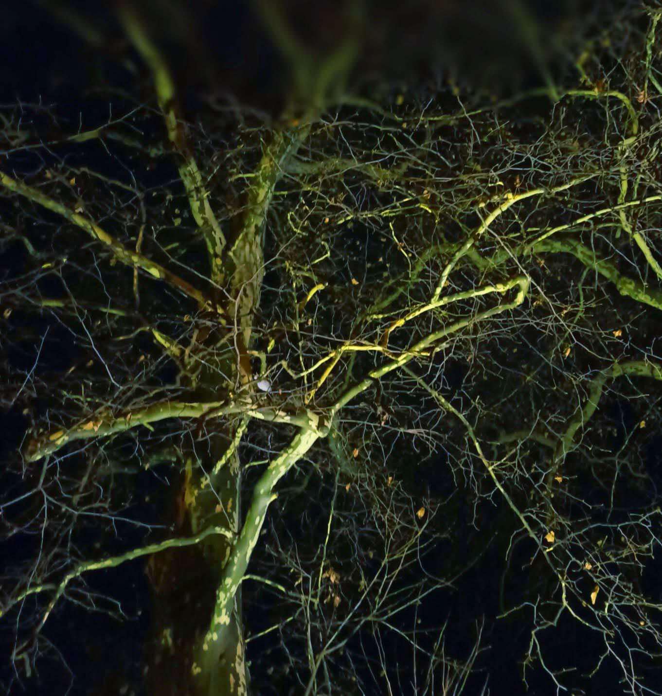 night tree